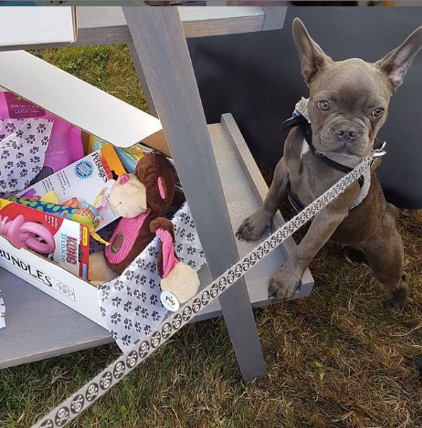 Dog Bundles Instagram photo