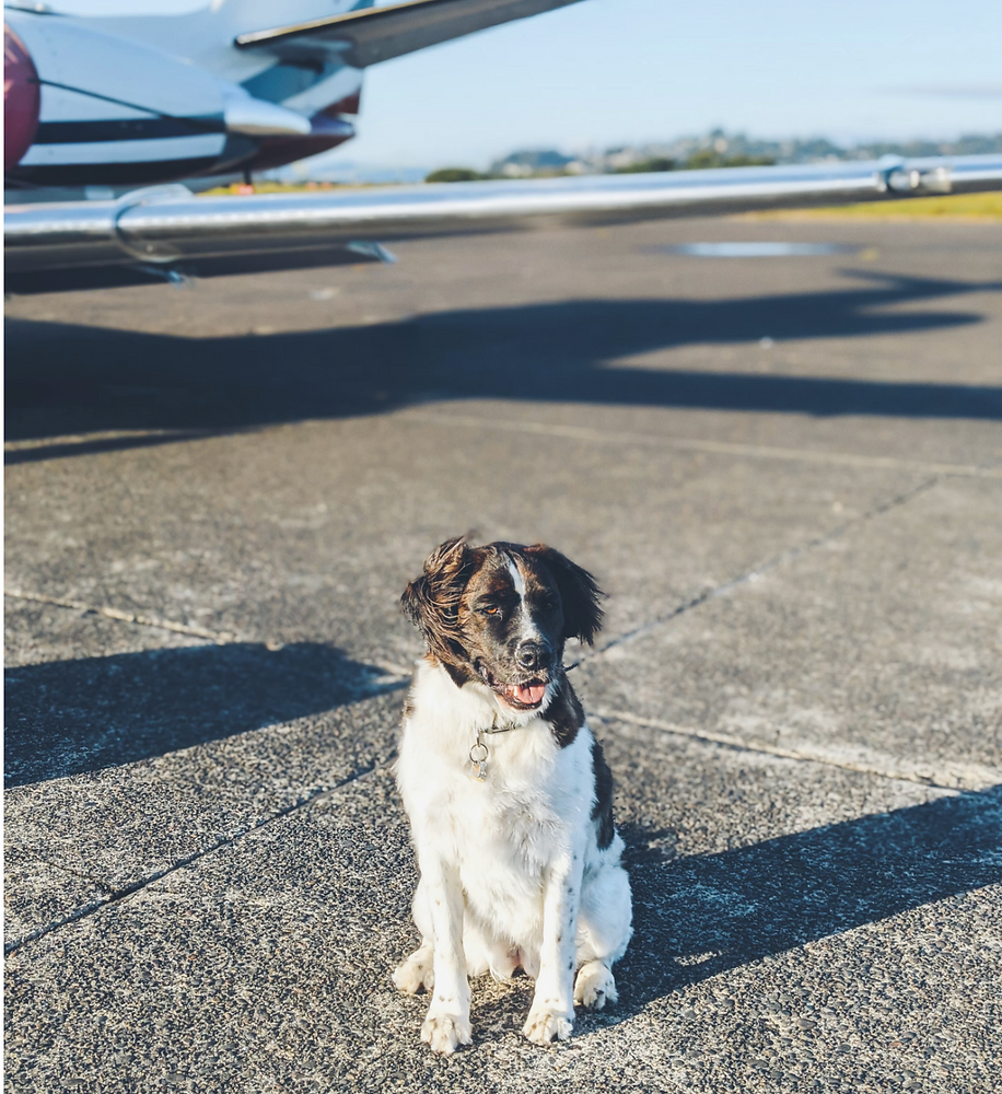 Airline Options for Flying with Large Dogs in Cabin