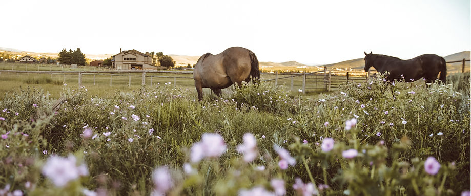 Wild_Heart_Banner_flower-herd.jpg
