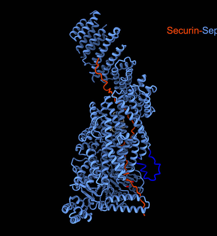 Cryo-EM structure of separase recognising cohesin