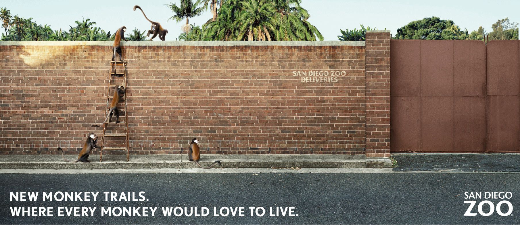 Zoo-Monkey-Billboard.gif