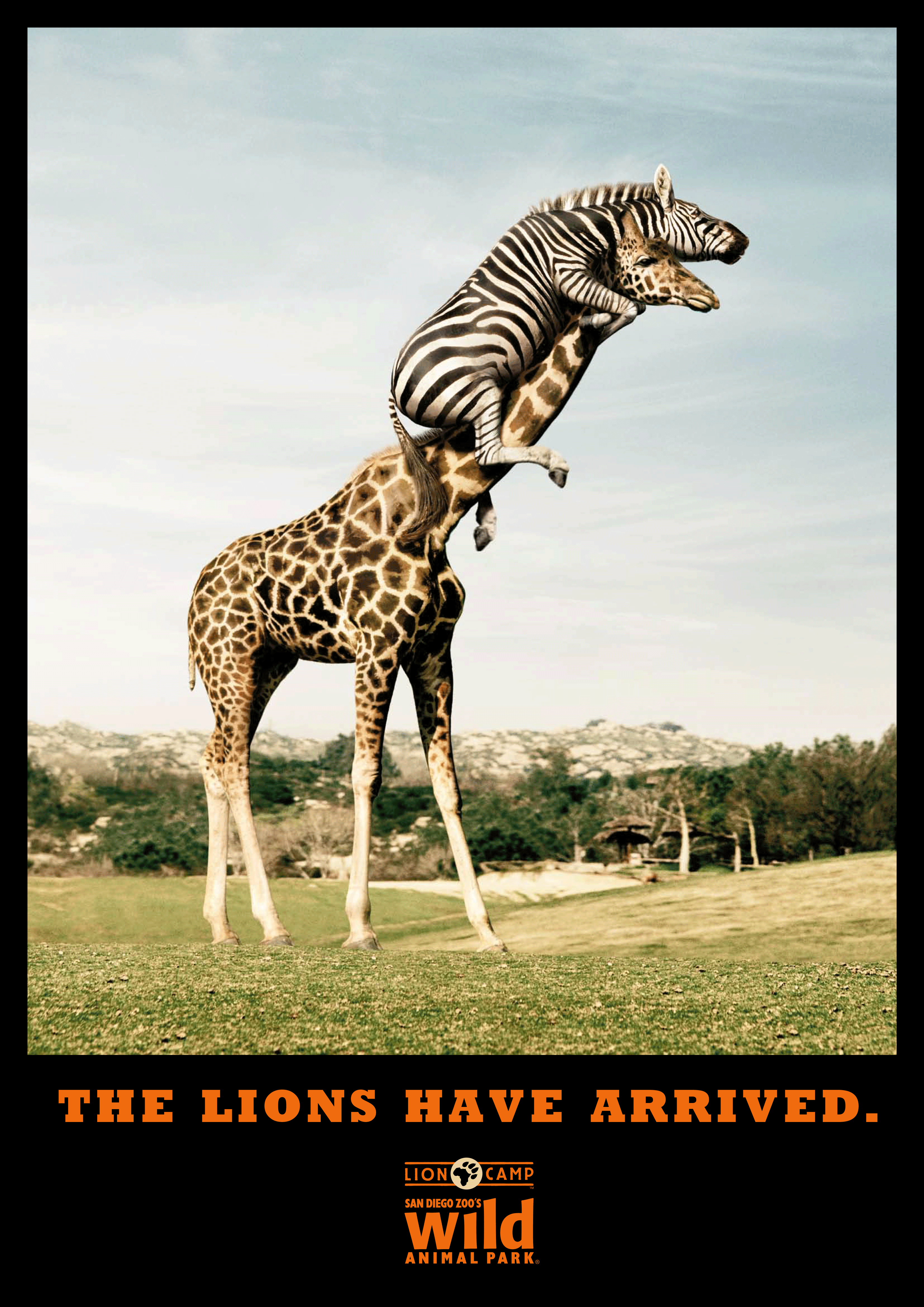 Zoo-Lion-Camp-poster.gif