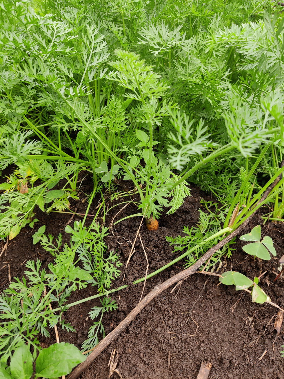 Carrots, Kenya