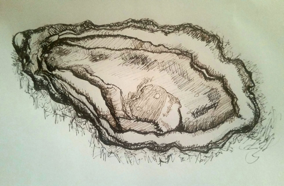Oyster drawing