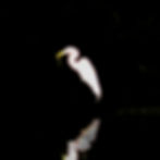 Stylized white Egret with a snake in its mouth on a black background