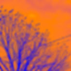 Blue silhouettes of birds on trees against an orange sky