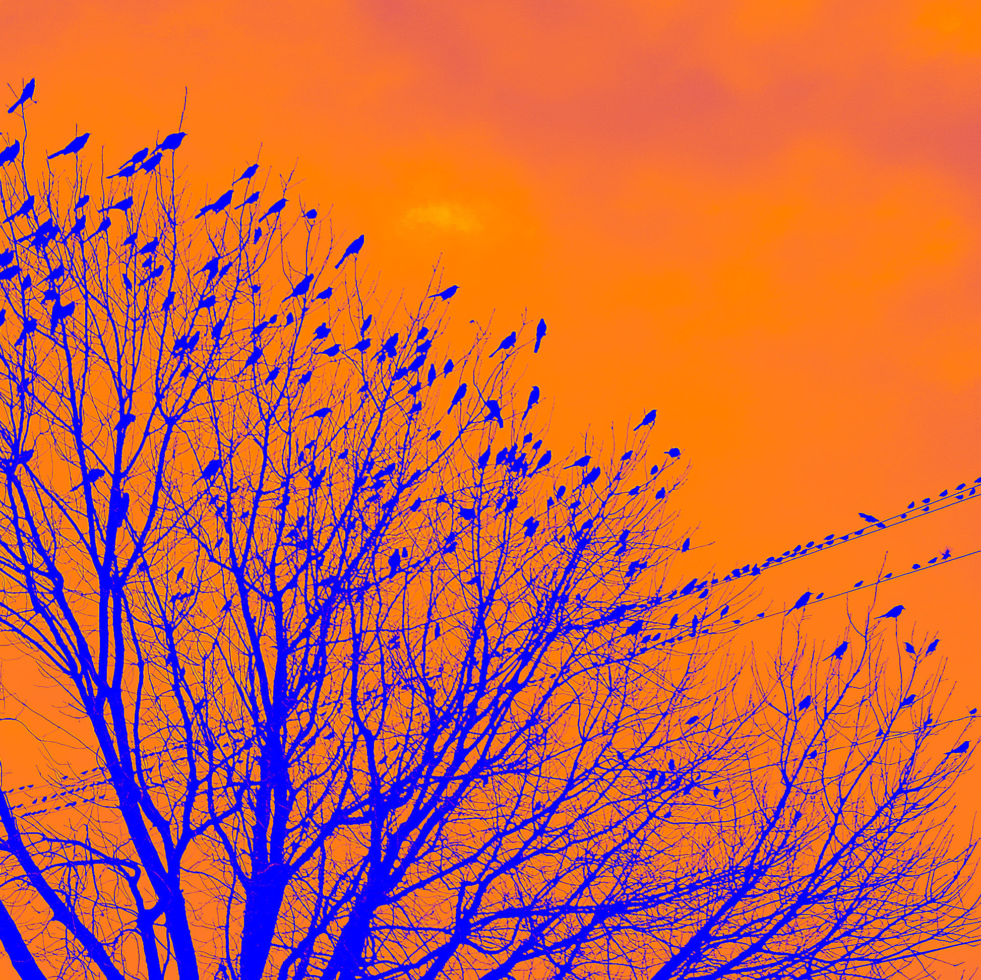 Grackles In The Autumn