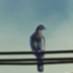 White-winged dove sitting on a wire 
