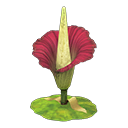 Titan Arum