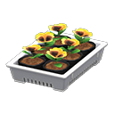 Thumbnail: Potted Starter Plants