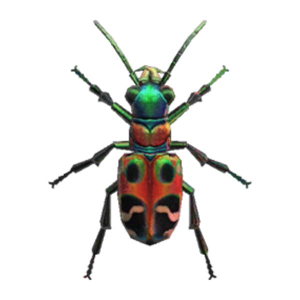 Tiger Beetle