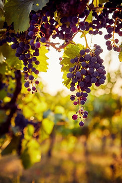 Image 10-18-25 at 11.32 AM.jpeg