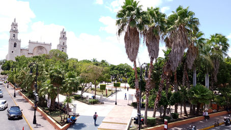 Ruta botánica por el centro de Mérida, Yucatán, México