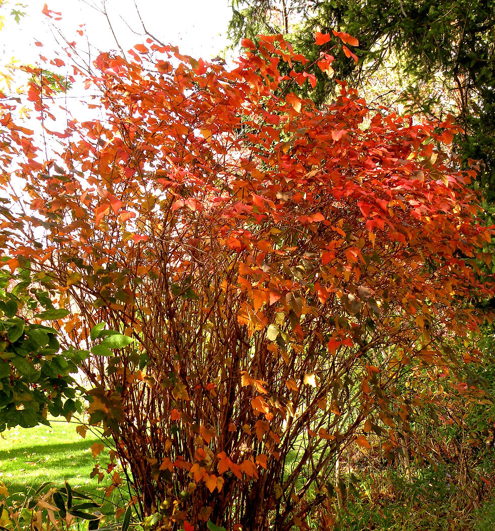 fall