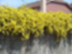 trailing vine