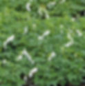 Dicentra Alba