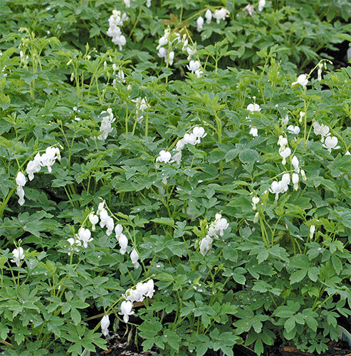 Dicentra Alba