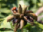 seeds