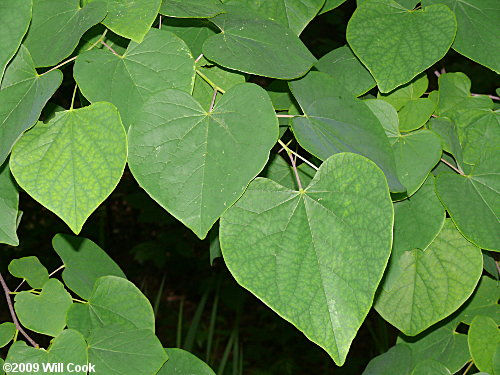 leaves