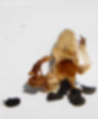 seeds