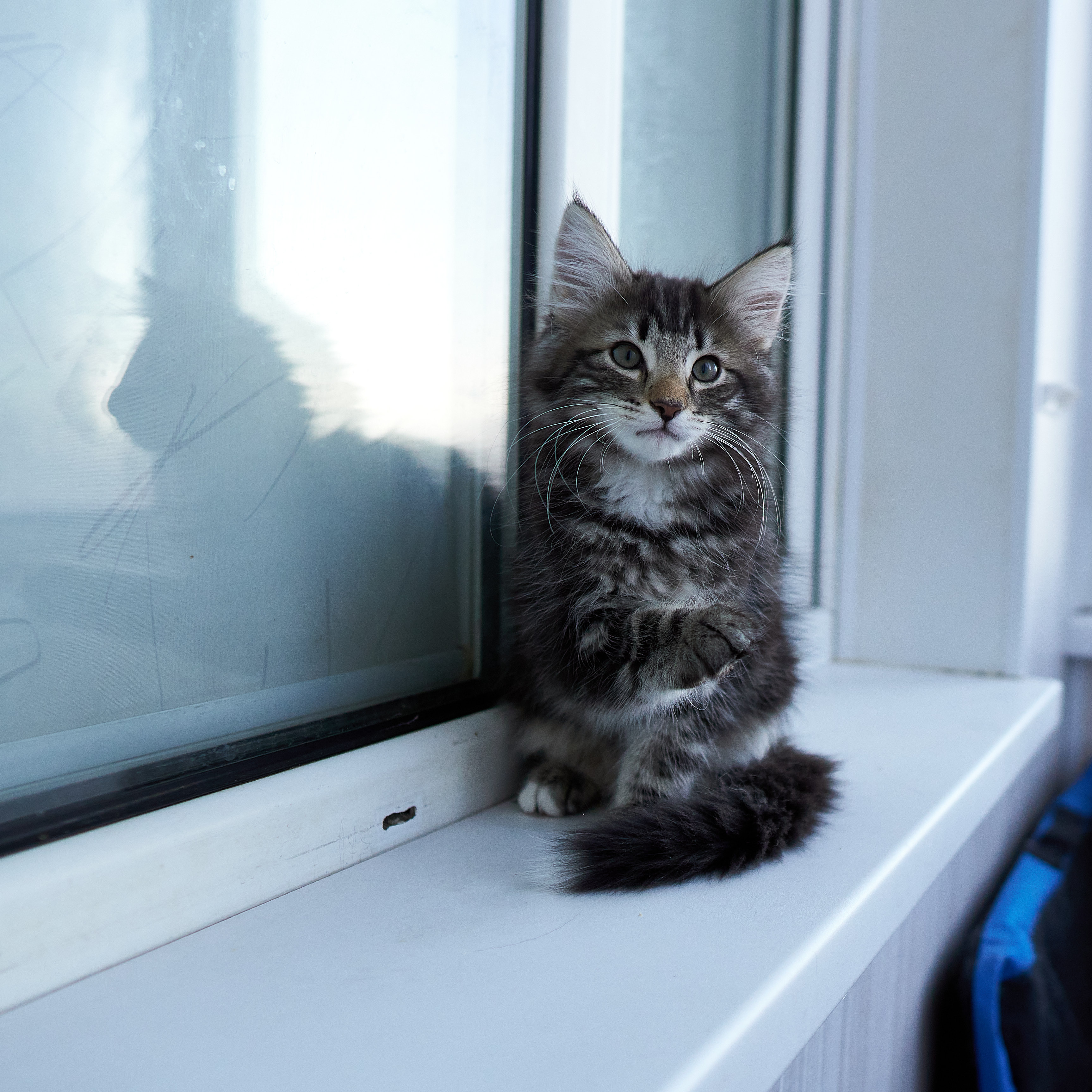 Котенок норвежской лесной кошки из питомника в Москве Viking Heritage