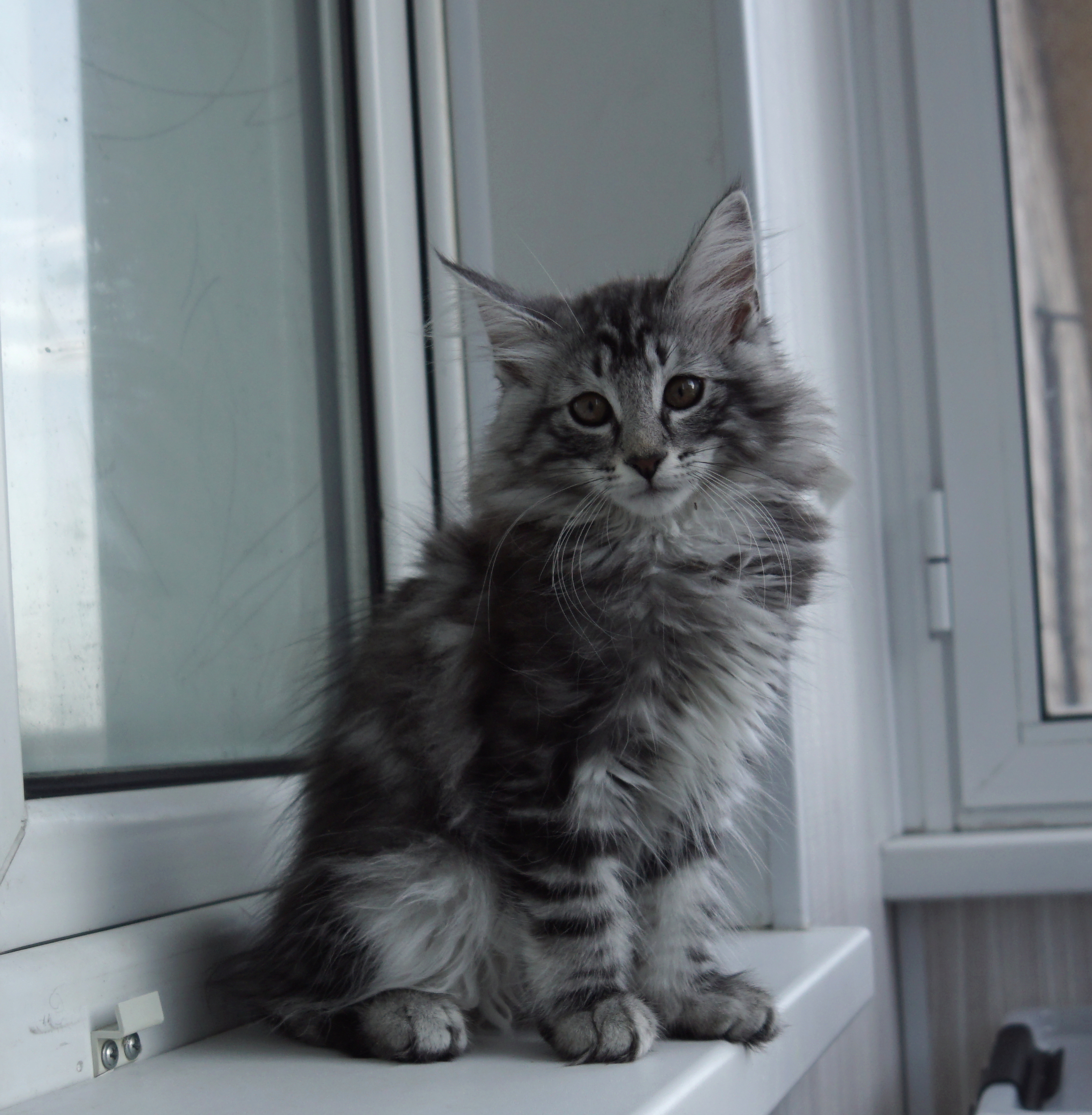 Котенок норвежской лесной кошки из питомника в Москве Viking Heritage
