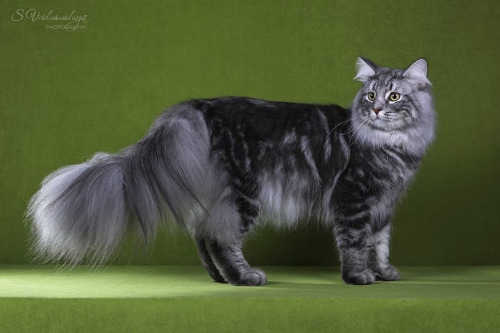 Норвежский лесной кот