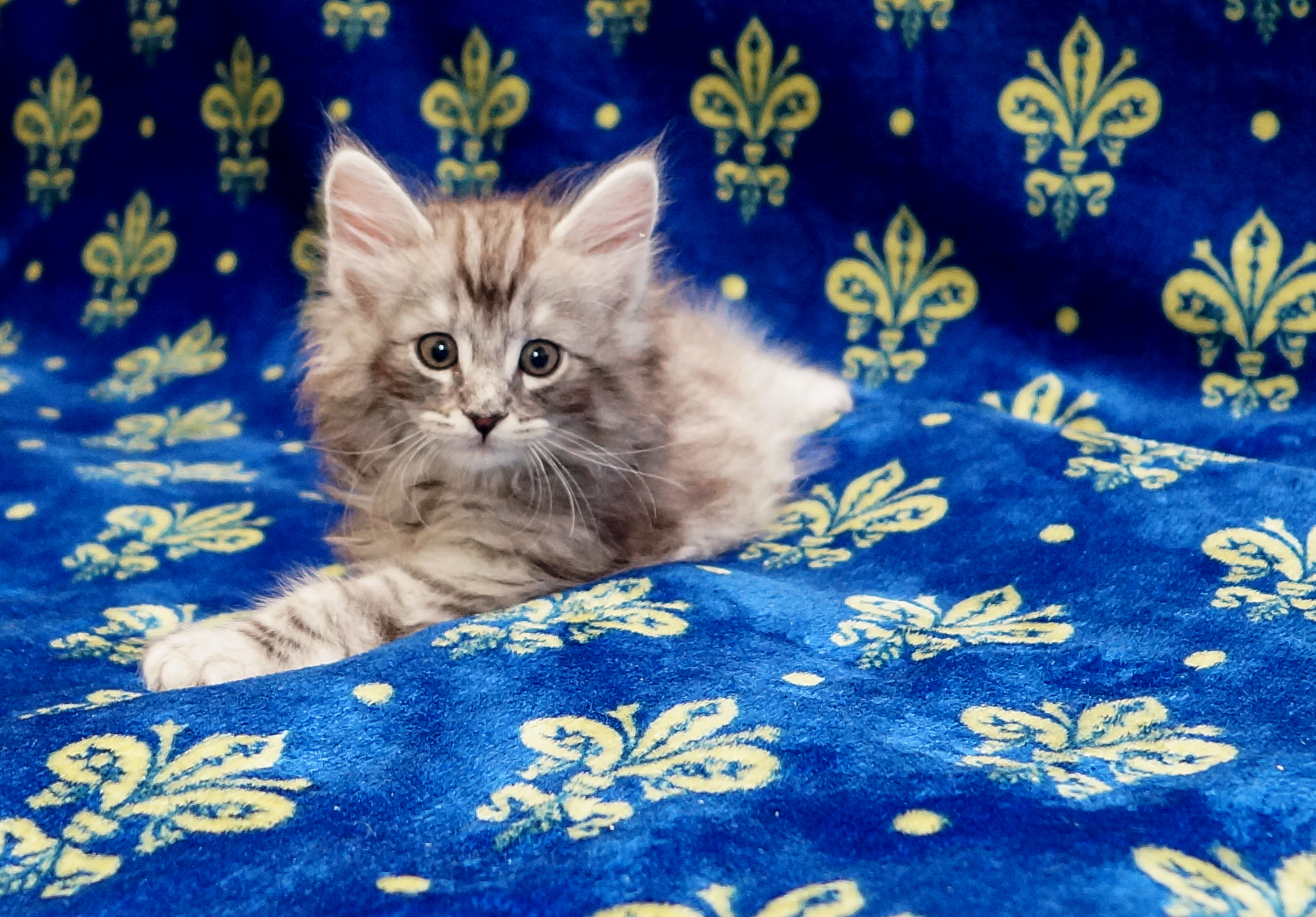 Alf полтора месяца