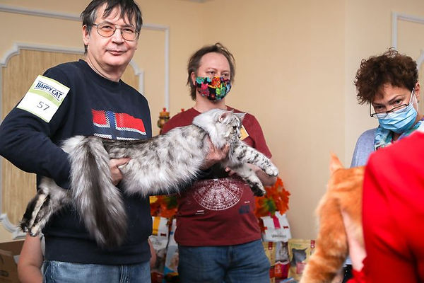 Норвежская лесная кошка на выставке.jpg