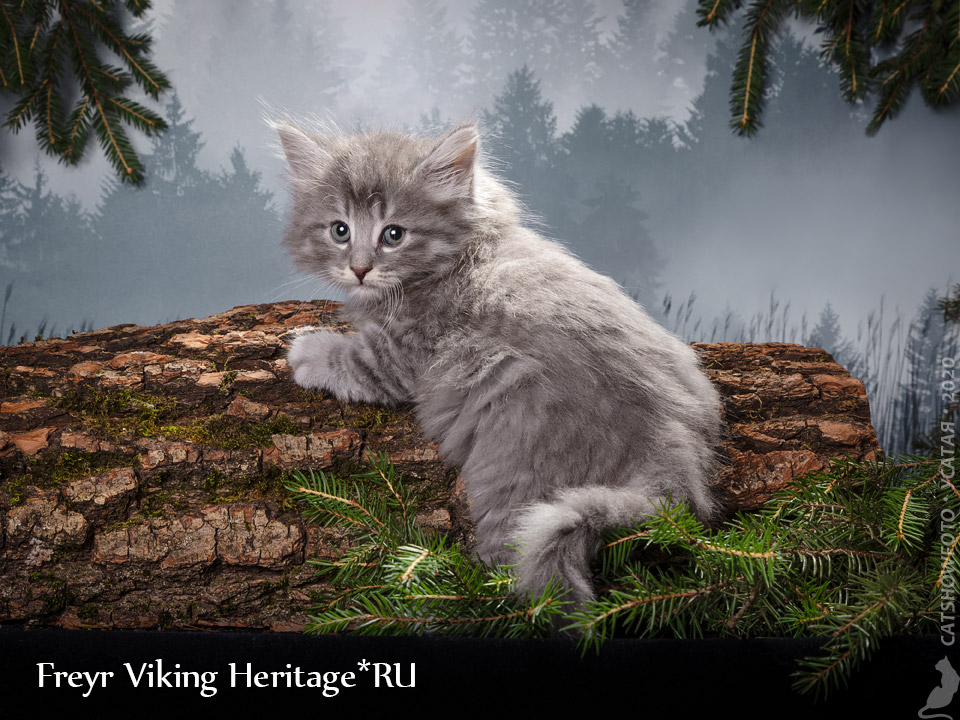 Котенок норвежской лесной кошки из питомника в Москве Viking Heritage