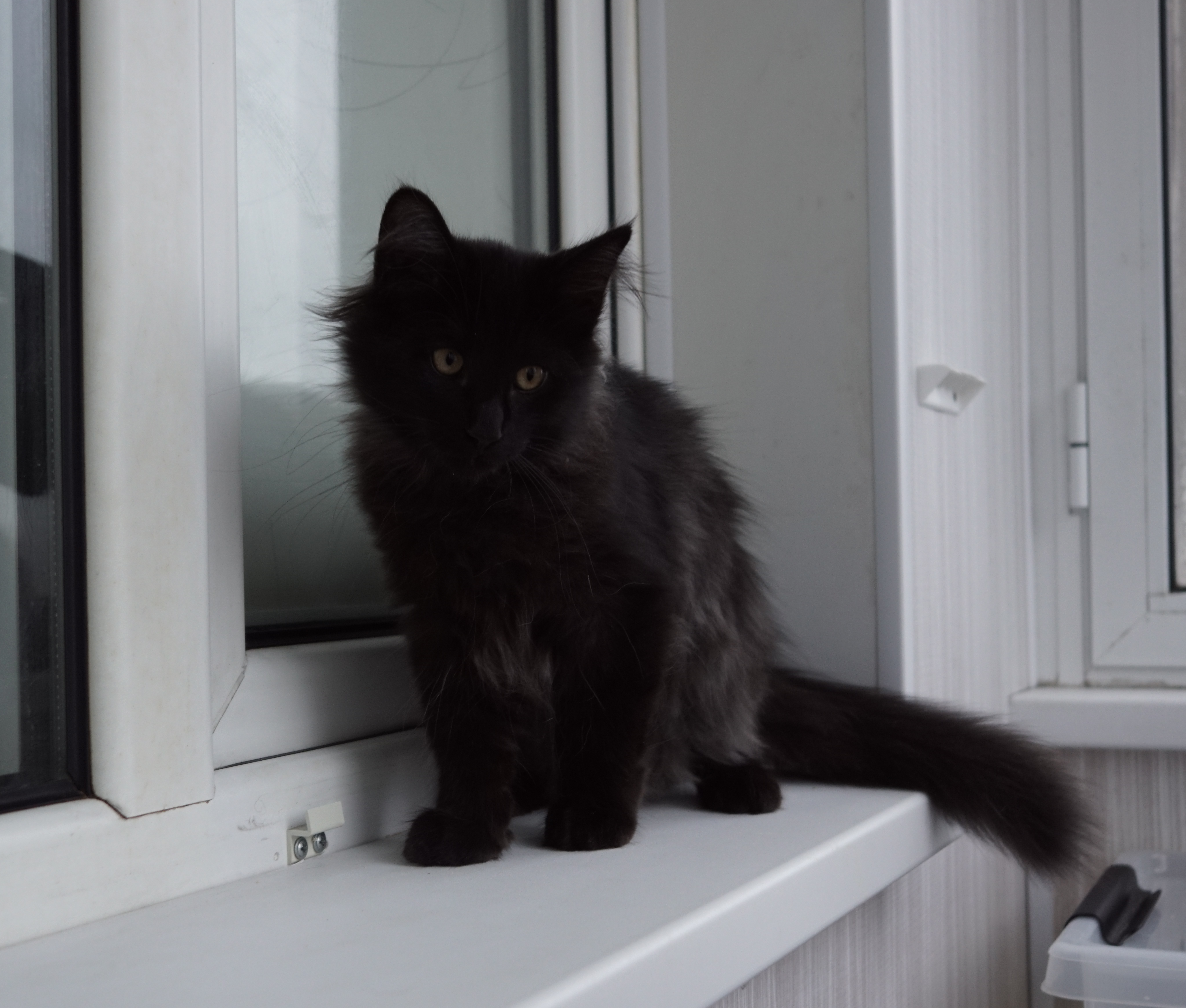 Котенок норвежской лесной кошки из питомника в Москве Viking Heritage