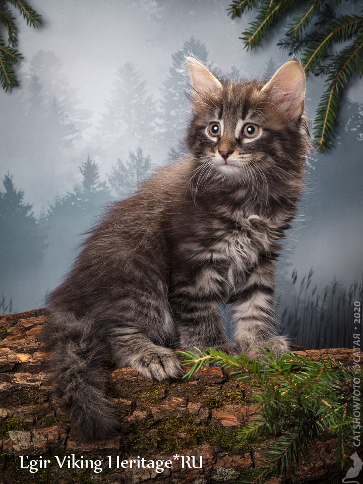 Котенок норвежской лесной кошки из питомника в Москве Viking Heritage