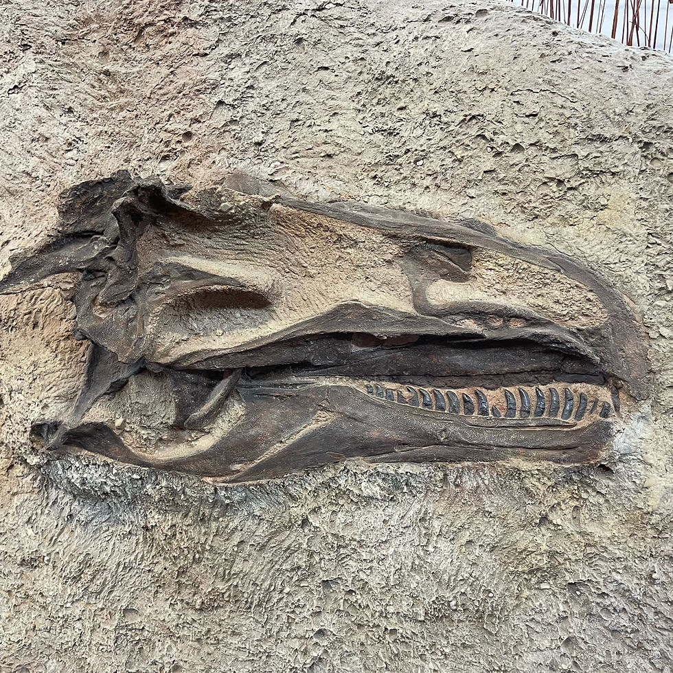 Fossil fish embedded in rough tan rock, with dark skeletal ribs visible against the stone.