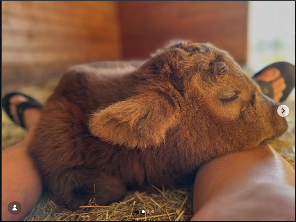Sleeping brown calf resting on a person's legs in a hay-covered barn, close-up and peaceful