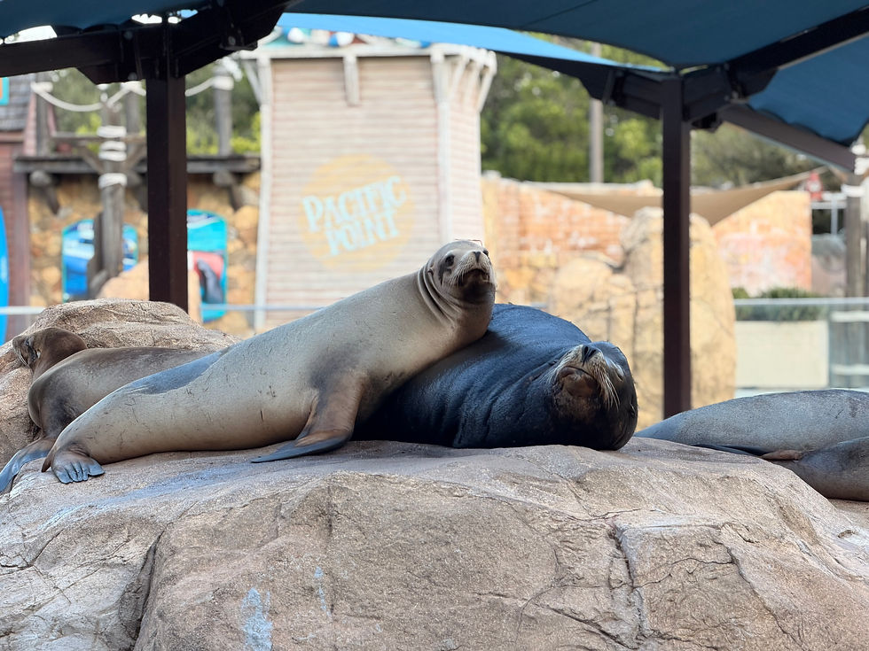 Sea lions lounging on rocks at an outdoor exhibit, one draped over another, with a blurred Pacific Point sign in back.