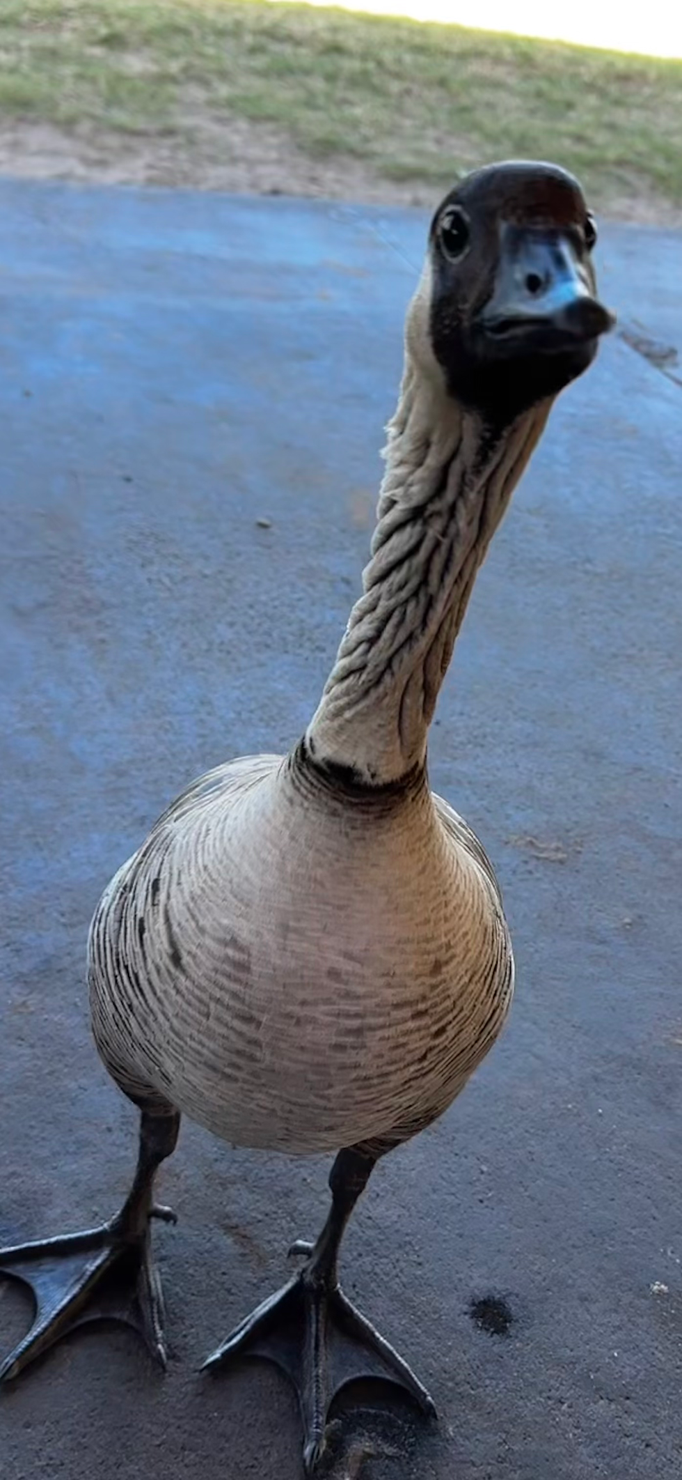 Curious goose stands on pavement near grass, looking up at the camera with a dark face and long neck.