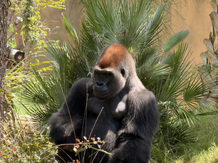 Spotlight on the San Antonio Zoo