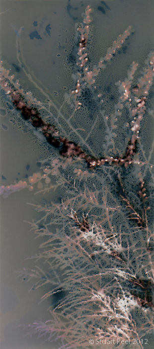 Untitled (Sungram 13)