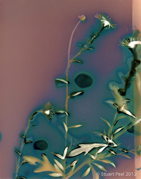 Untitled (Sungram 08)