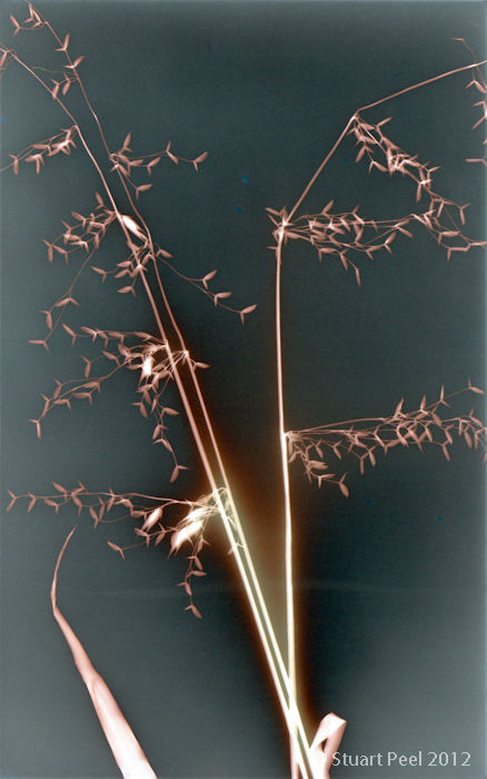 Untitled (Sungram 20)
