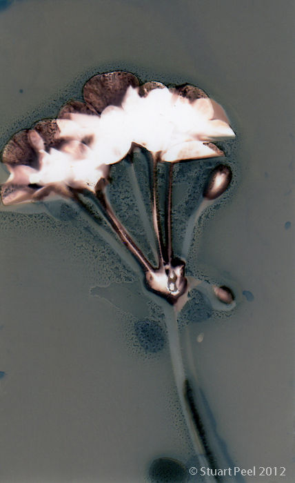 Untitled (Sungram 16)