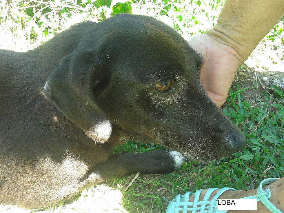 Loba