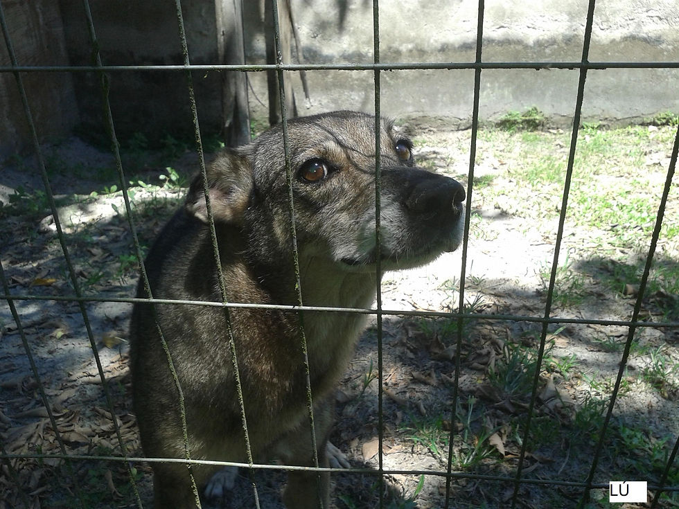 Lú