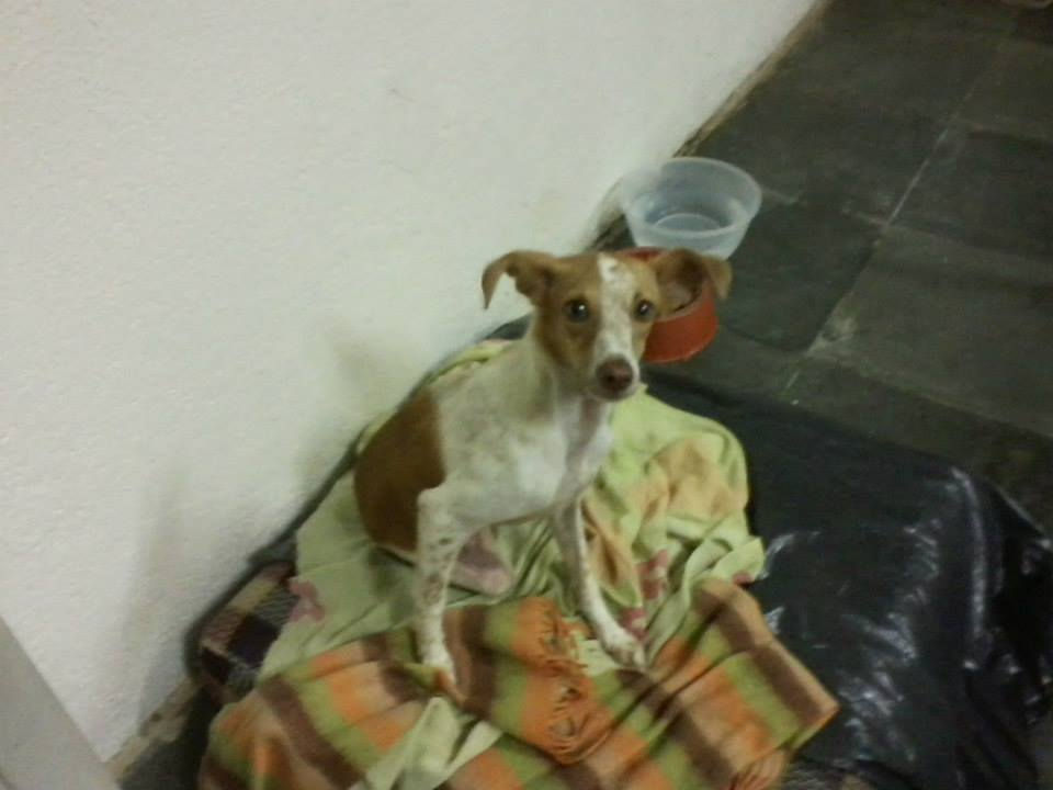 Princesa Tuquinha