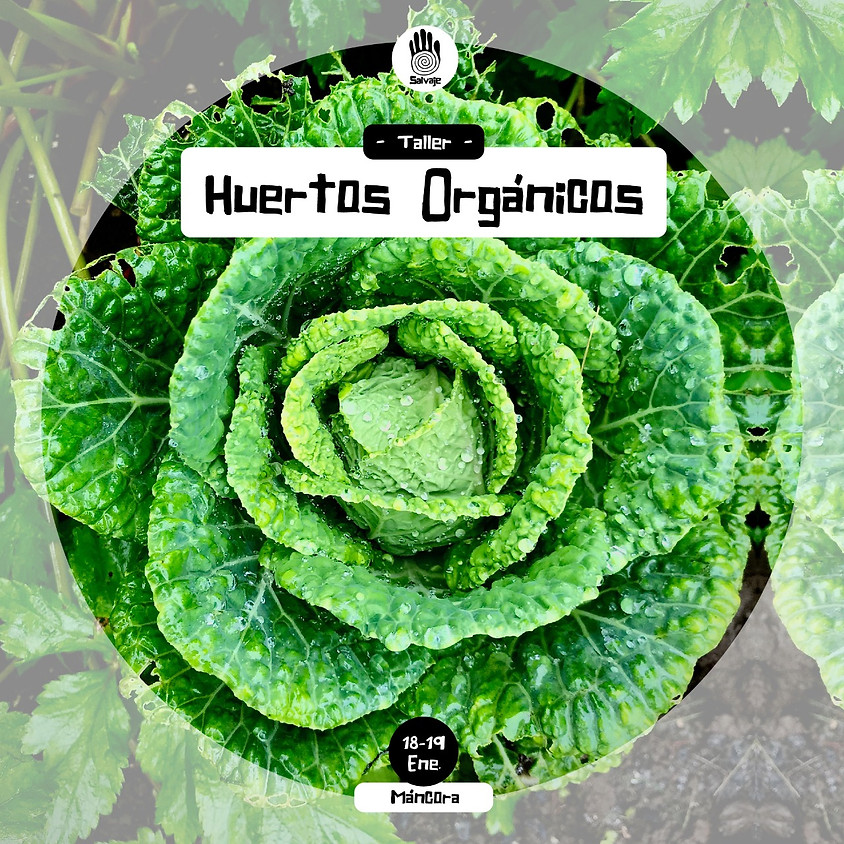 Máncora | Taller de Huerto Orgánico