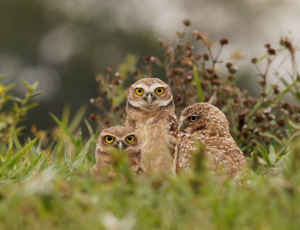 Tres búhos de pradera posan con majestuosidad, capturando la esencia de la calma y la observación en la vida natural.