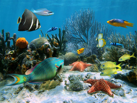 CORAL REEFS ARE WORTH $$$$$!