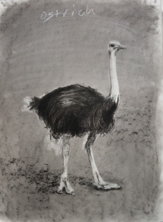 Ostrich
