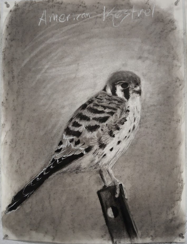 American Kestral
