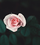 Rose rose